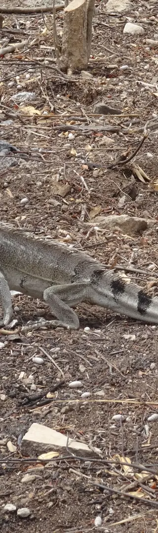 Leguane auf Curaçao